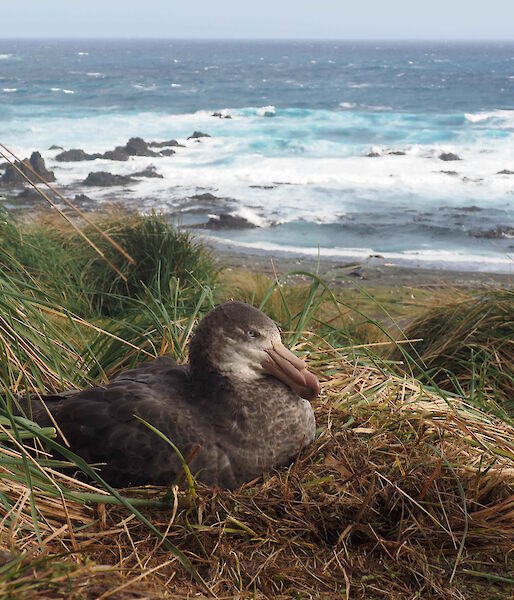 seabird sitting on nest on cliff overlooking surf