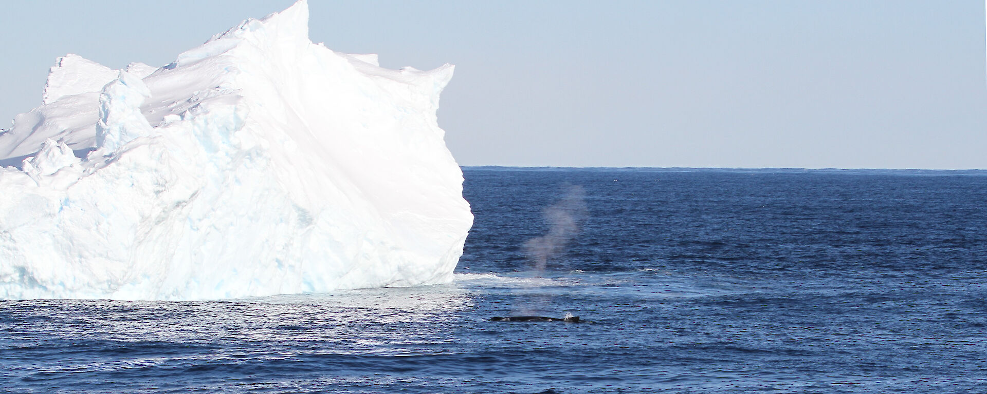 A humpback whale beside an iceberg.