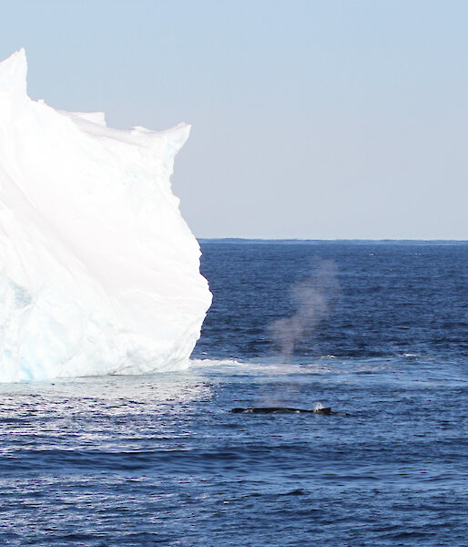 A humpback whale beside an iceberg.
