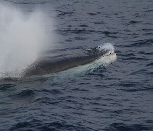 A fin whale.