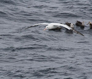 A wandering albatross and giant petrels.