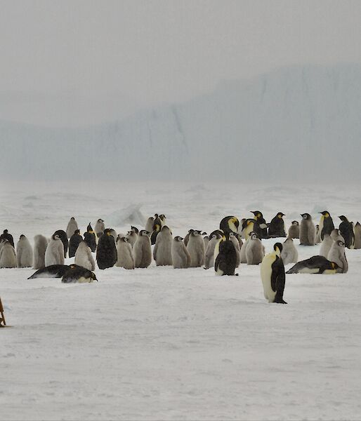 painter with easel in emperor penguin colony
