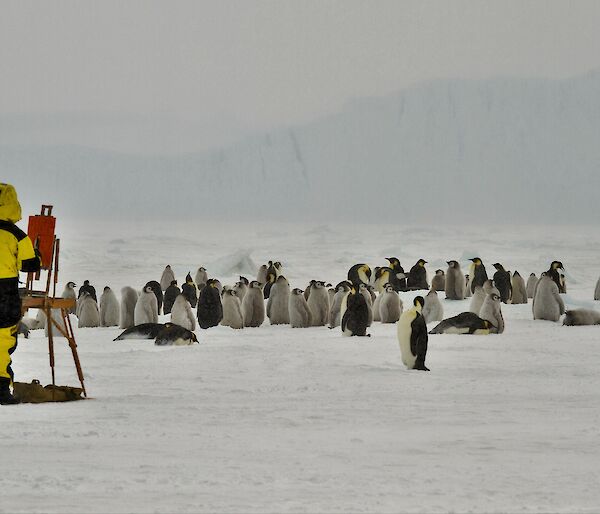 painter with easel in emperor penguin colony