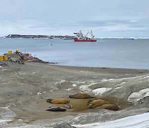 Seals lie sleeping on shore next to some cargo containers.  Supply ship visible on the water in the bay.