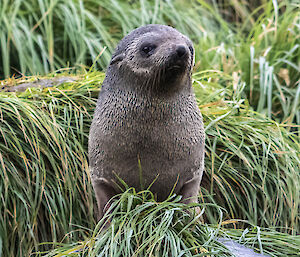 A small fur seal sits on a tussock facing the camera