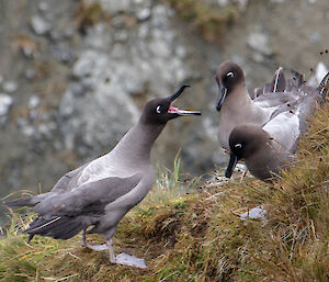 A group of three light mantled albatross sit on a grassy cliff edge.  One has it's beak open and is squawking at the other two.