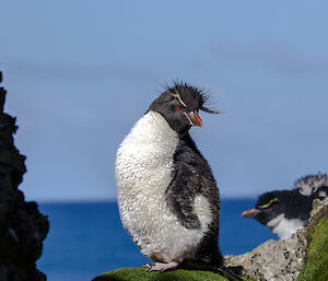 A rockhopper penguin with fluffed up wet feathers, stands on a grass tuft looking behind it