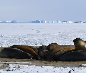 A group of elephant seals huddled together on shore with sea ice and icebergs in the background