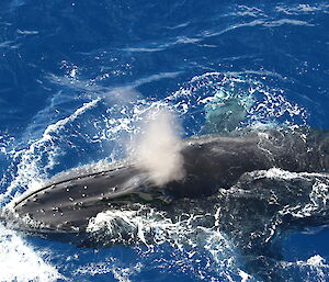 Humpback whale at surface