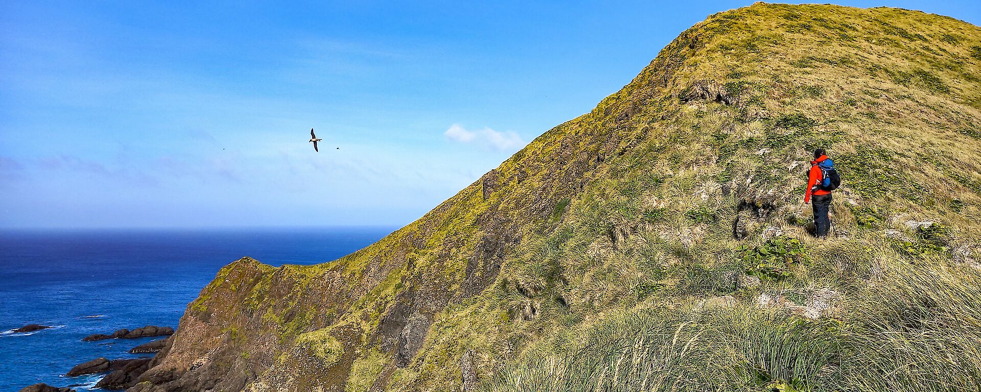 An expeditioner stands on a grassy hill surrounded by sea.  Two large birds can be seen flying just of the shore.