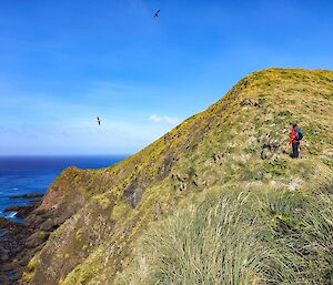 An expeditioner stands on a grassy hill surrounded by sea.  Two large birds can be seen flying just of the shore.