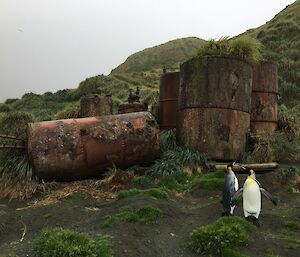 Two king penguins in front of rusty containers on the beach