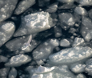 Snow petrel flying over the ice