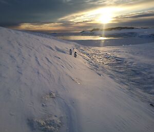 Penguins enjoying a glimpse of sunshine at Wilkes.