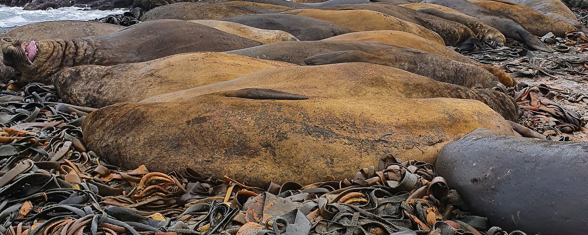 A group of elephant seals lying on the beach