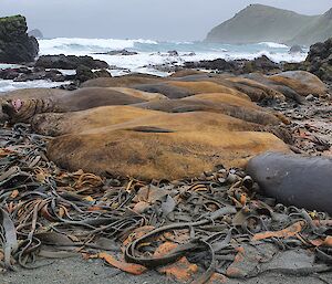 A group of elephant seals lying on the beach