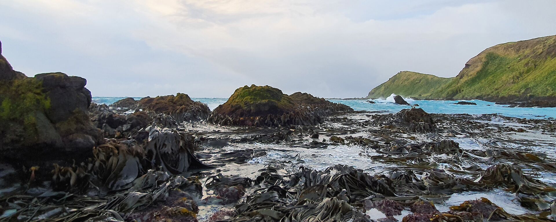 Landscape with beach and kelp along the shore