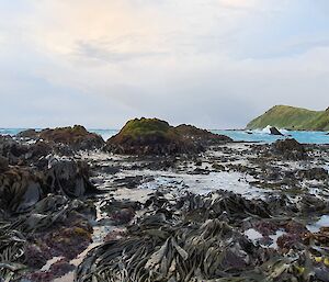 Landscape with beach and kelp along the shore