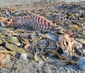 An elephant seal skeleton on the beach surrounded by kelp