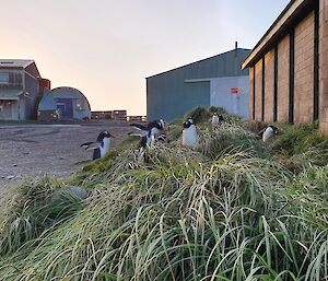 A group of gentoo penguins on the tussock grass around station buildings