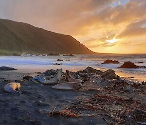 Sunset in the distance with elephant seals on the beach in the foreground