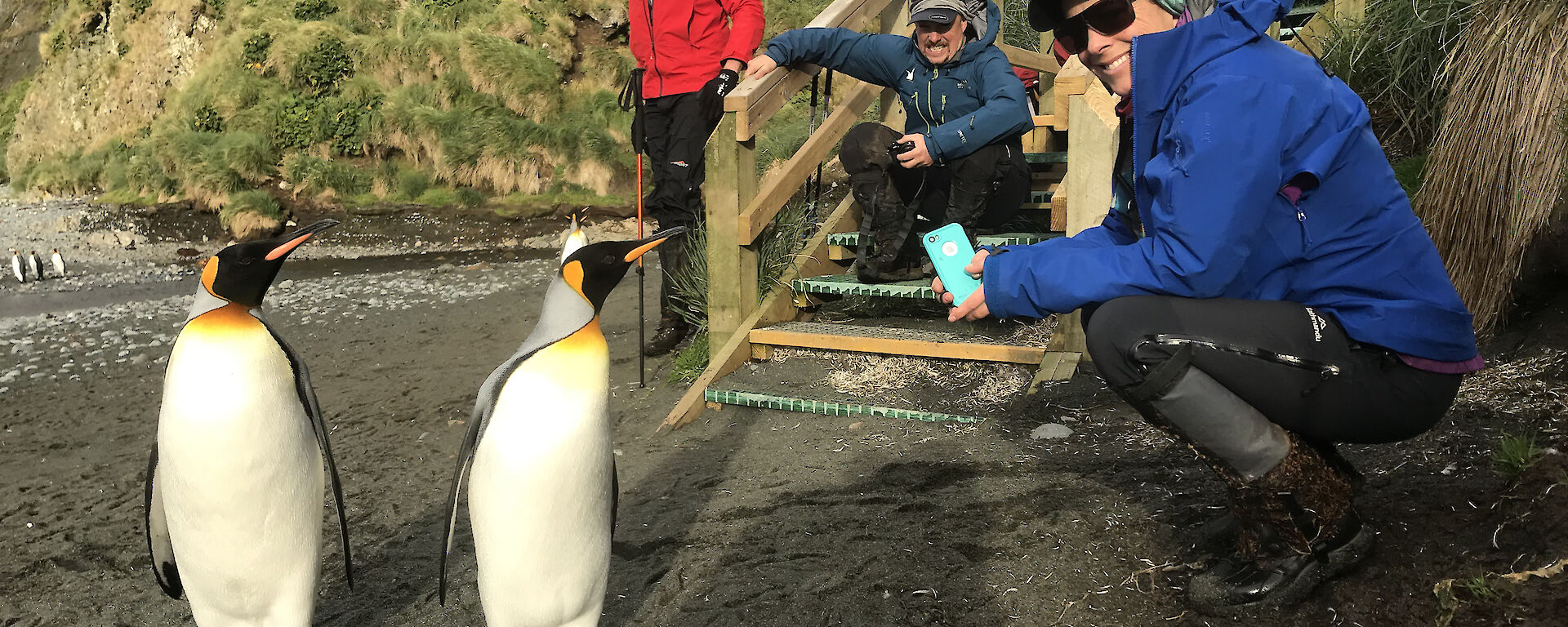 Three people crouched near the wooden steps on to a beach looking at two curious king penguins who are close to the camera.