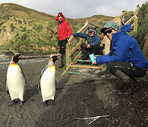 Three people crouched near the wooden steps on to a beach looking at two curious king penguins who are close to the camera.