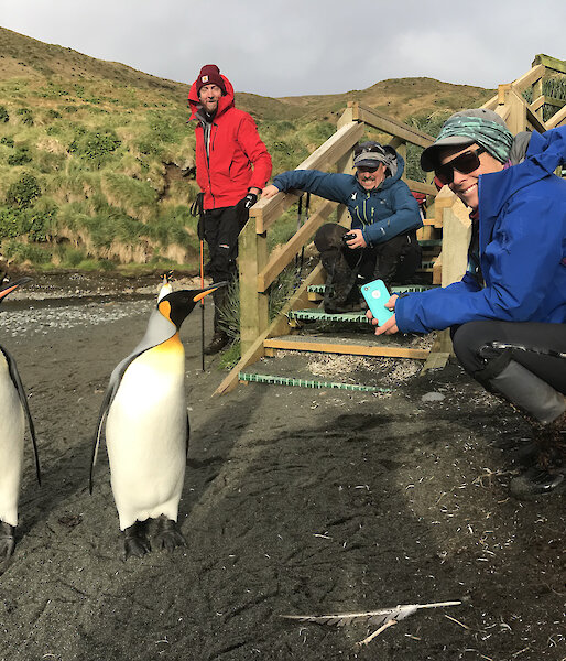 Three people crouched near the wooden steps on to a beach looking at two curious king penguins who are close to the camera.