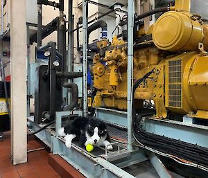 A stuffed toy Border Collie dog with a tennis ball and wearing safety glasses placed next to the yellow generator. engine.