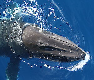 Humpback whale