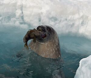 Weddell seal with fish in mouth