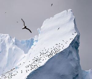 Numerous small seabirds on iceberg