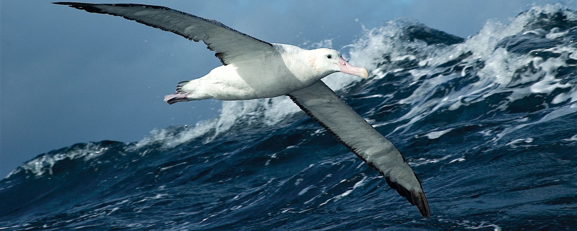 Albatross in flight over wave