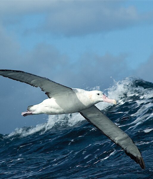 Albatross in flight over wave