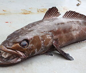 Large fish on deck of ship