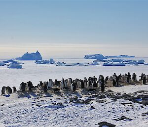 Adelie penguins on rock with sea ice in background
