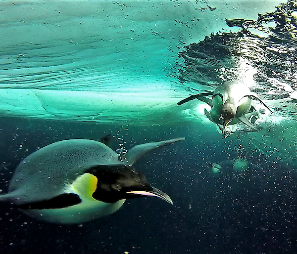 Emperor penguins underwater