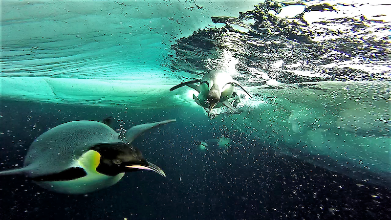 Emperor penguins underwater