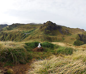 A wandering albatross chick sitting on a nest surrounded by grassy tussocks