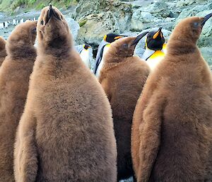 A group of brown fluffy penguin chicks