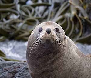 A headshot of an elephant seal looking to camera