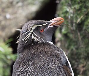 Close up of a rockhopper penguins face