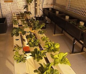 Lettuce greens growing inside hydroponics building