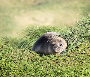 An elephant seal lying in the tussock grass looking towards camera