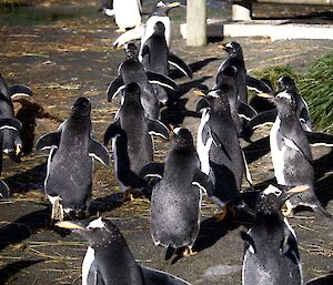 A group of gentoo penguins running away from camera