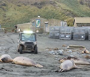 A quad bike on station with its path blocked by sleeping elephant seals