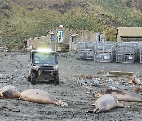 A quad bike on station with its path blocked by sleeping elephant seals
