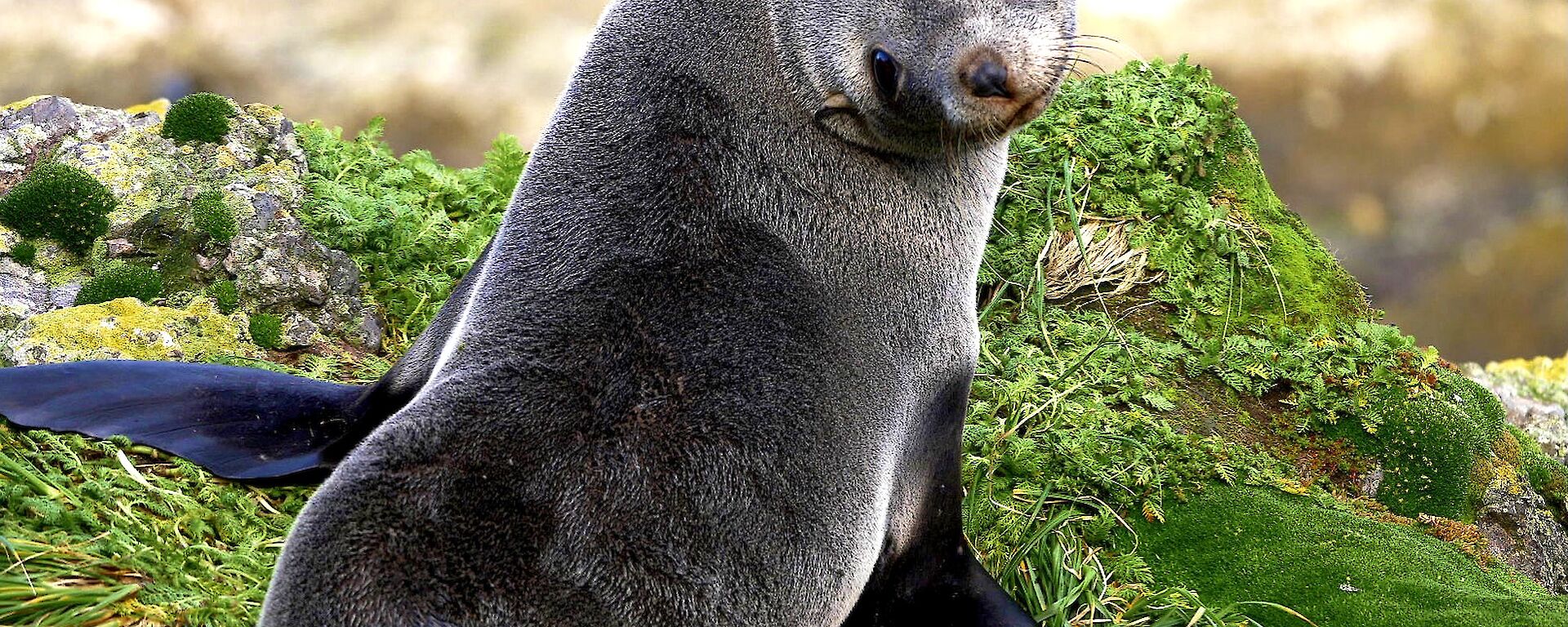 A fur seal sitting on a tussock looking back over its shoulder to the camera