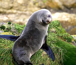 A fur seal sitting on a tussock looking back over its shoulder to the camera