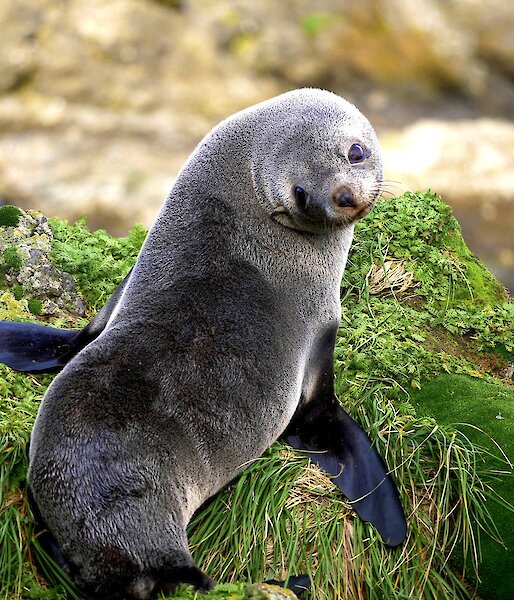 A fur seal sitting on a tussock looking back over its shoulder to the camera